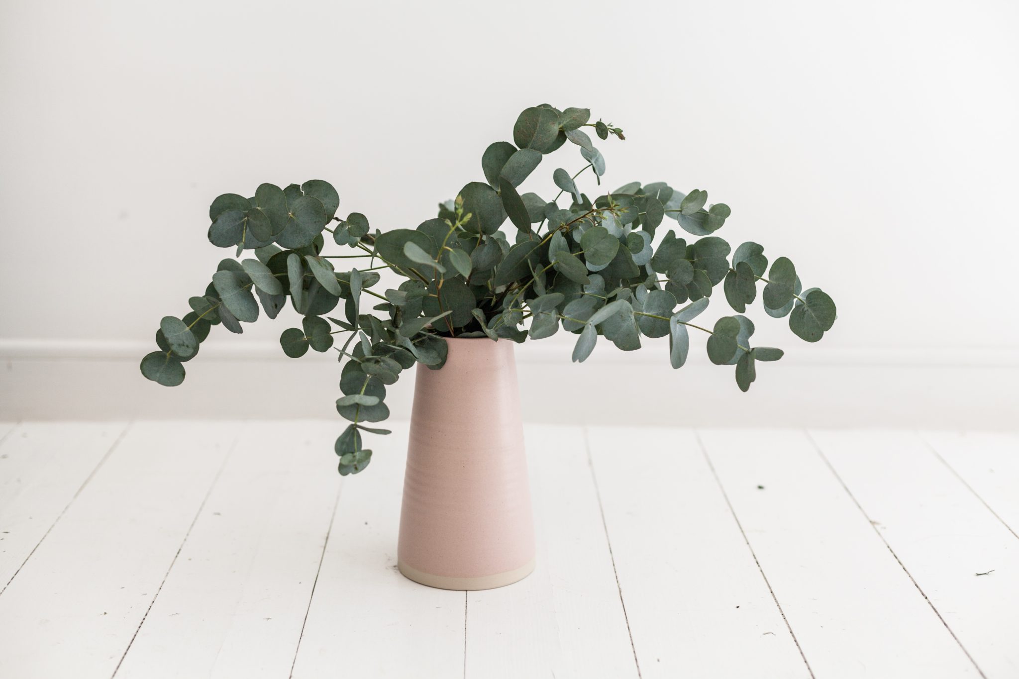 Minimalist Plant Transforming Your Thought Life